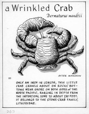 A wrinkled crab: Dermaturus mandtii (illustration from &quot;The Ocean World&quot;)