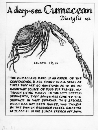 A deep-sea cumacean: Diastylis sp. (illustration from &quot;The Ocean World&quot;)