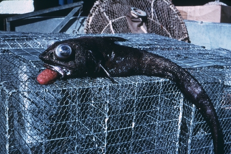 MV 67-I - Unidentified fish specimen, Guadalupe Island, Mexico