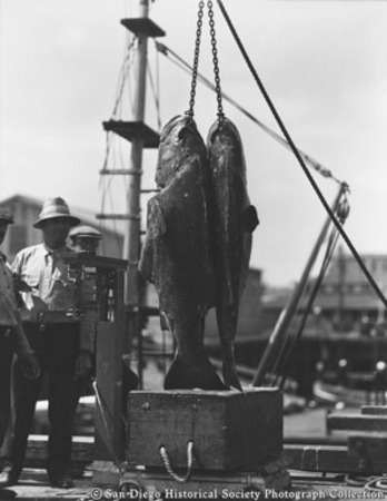 Weighing catch of giant sea bass