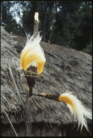 Bird-of-paradise plumes on display, important exchange valuables