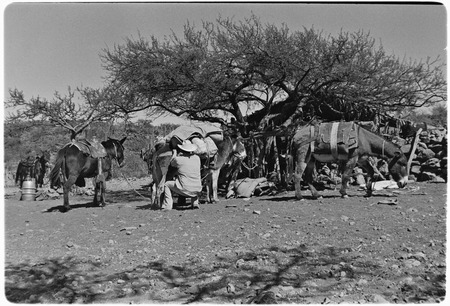 Loading mules at Rancho El Cerro