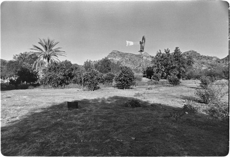 Windmill and orchard at Rancho Las Tinajitas in the Mulegé region