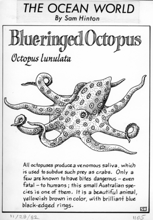 Blue-ringed octopus: Octopus lunulatus (illustration from &quot;The Ocean World&quot;)