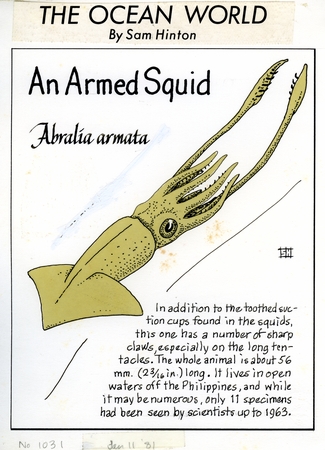 An armed squid: Abralia armata (illustration from &quot;The Ocean World&quot;)