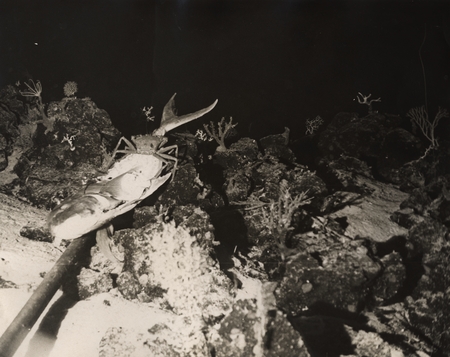 Geyser Reef lat. 12 25.1S long. 46 28.0E Depth 642fms 2-28-71 (2700 ft). Antipode #9 Off Tanganyika R/V Melville