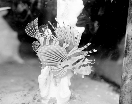 Lionfish as was seen the National Aquarium in Washington D.C. Unknown date.