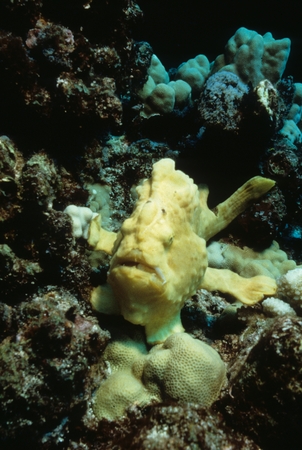 Frogfish (Antennarius)