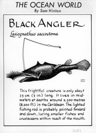 Black angler: Lasiognathus saccostoma (illustration from &quot;The Ocean World&quot;)