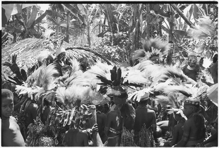 Pig festival, singsing, Kwiop: decorated men with feather headdresses and kundu drums at ritual before singsing