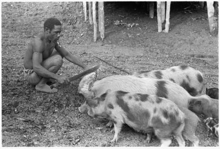 Man feeds chips of sago pith to his pigs.