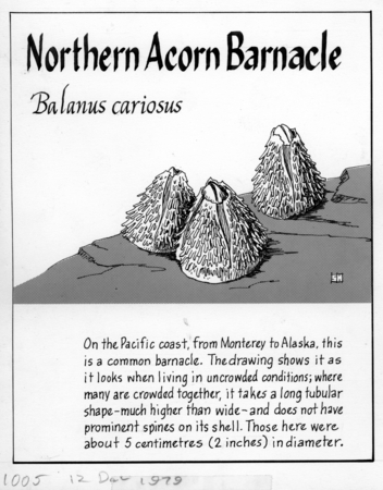 Northern acorn barnacle: Balanus cariosus (illustration from &quot;The Ocean World&quot;)