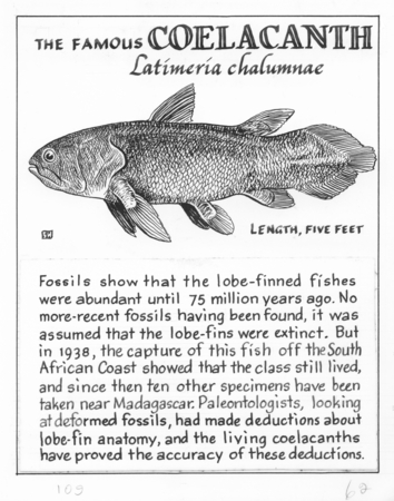 The famous coelacanth: Latimeria chalumnae (illustration from &quot;The Ocean World&quot;)