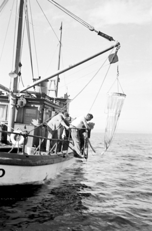 Hauling in a plankton net at sea aboard R/V Scripps