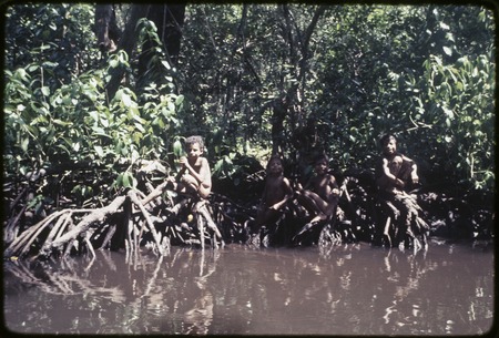 Boys sitting on mangrove tree roots over water