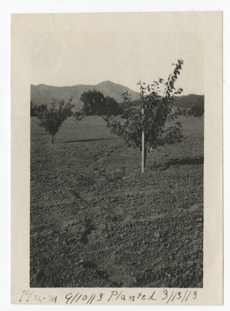 Plum tree, Avocado Acres