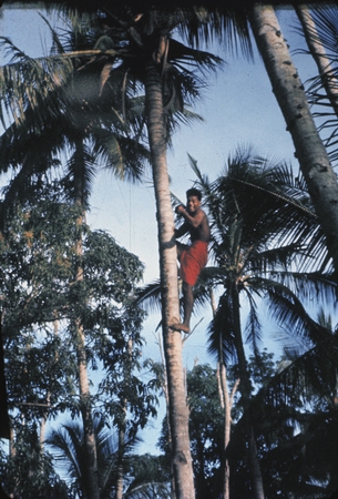 Coconut Climber [Man climbing palm tree] Copy - orig. [slide] MacFall