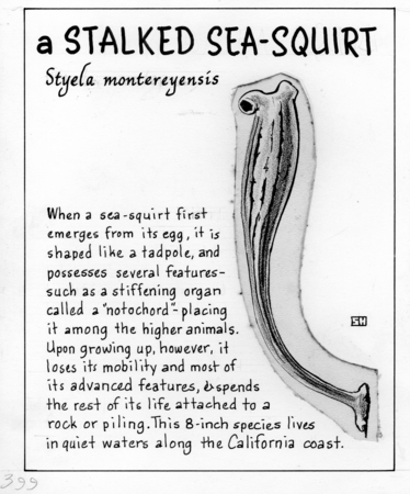 A stalked sea-squirt: Styela montereyensis (illustration from &quot;The Ocean World&quot;)