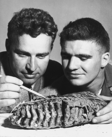 Robert Sinclair Dietz and Robert Floyd Dill with Columbrian Mammoth Tooth, Recovered by diving in 6 M water off Seal Beach...