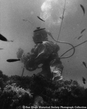 American Agar and Chemical Company diver underwater gathering seaweed off coast of Baja California