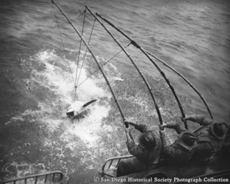 Fishermen pole fishing from side of tuna boat