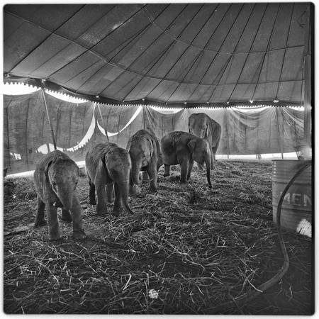 Baby elephants inside circus tent