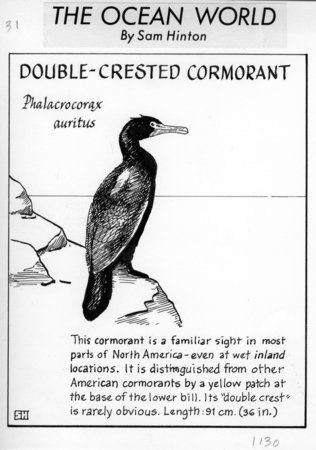 Double-crested cormorant: Phalacrocorax auritus (illustration from &quot;The Ocean World&quot;)