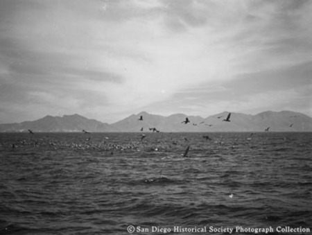 Pelicans feeding off coast of Baja California, Mexico
