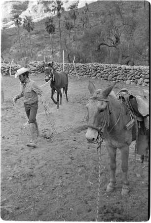 Breaking mules at Rancho San Nicolás | Library Digital Collections | UC San  Diego Library