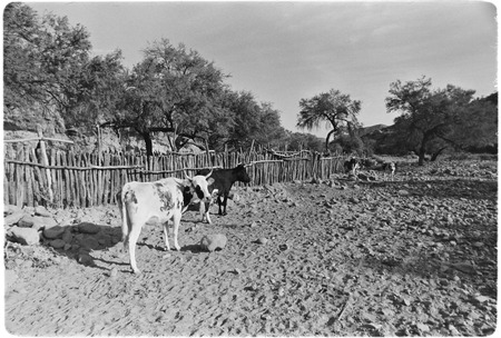 Corrals at Rancho Las Tinajitas in the Mulegé region