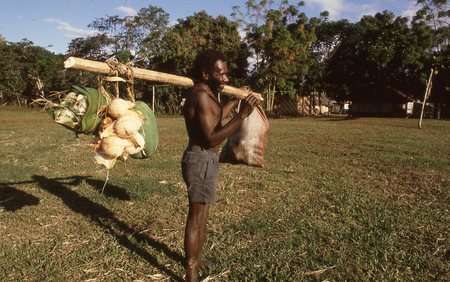 Man carrying coconuts from garden