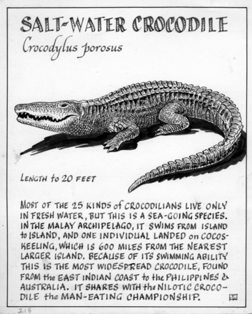 Salt-water crocodile: Crocodylus porosus (illustration from &quot;The Ocean World&quot;)