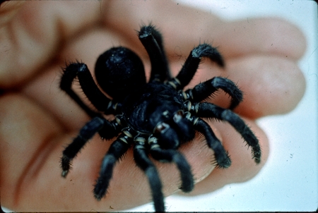 Primitive spider from Malaysia