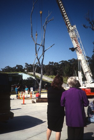 Trees: view of Mary Beebe, Stuart Collection Director watching Silent Tree being re-installed in front of Geisel Library, ...