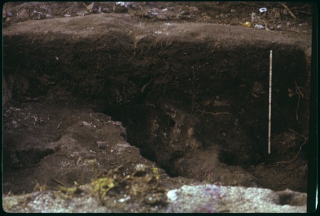 Hauiti archaeological excavation, Moorea: X50, north wall