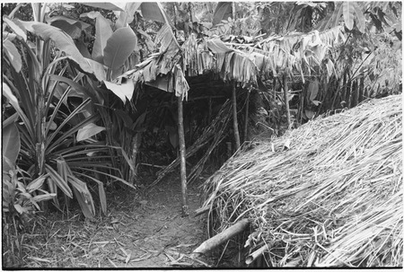 Pig festival, pig sacrifice, Tsembaga: small structure in men&#39;s house compound behind ritual fence