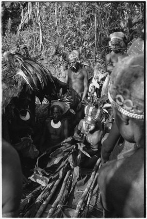 Pig festival, stake-planting, Tuguma: men bespell stakes, cordyline and aglaonema leaves for boundary ritual