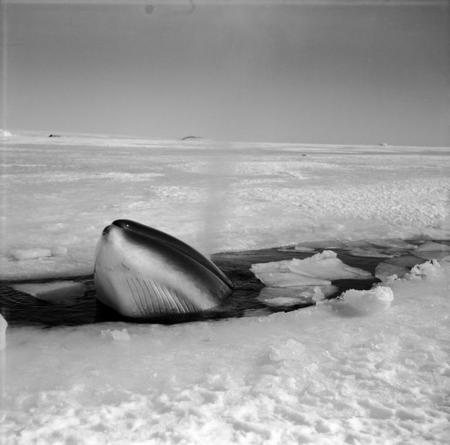 Minke whale surfacing in a sea ice crack