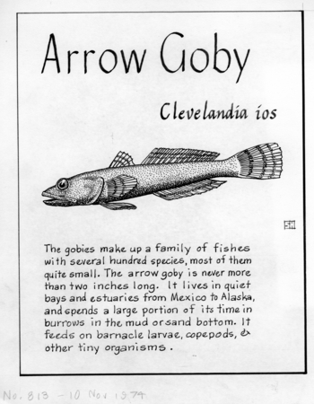 Arrow goby: Clevelandia ios (illustration from &quot;The Ocean World&quot;)