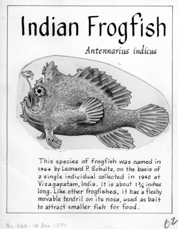 Indian frogfish: Antennarius indicus (illustration from &quot;The Ocean World&quot;)