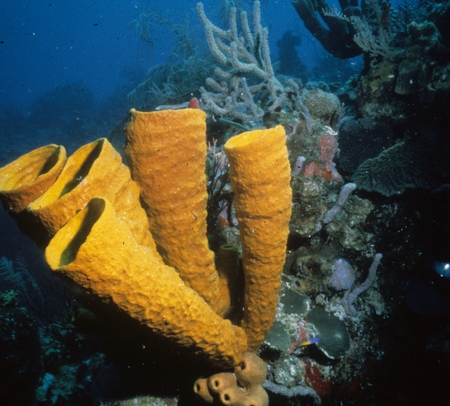 Tubular sponges on a reef
