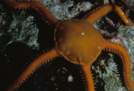 Orange brittle star