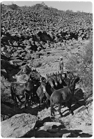 Breaking mules at Rancho El Cerro