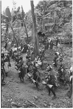 Pig festival, uprooting cordyline ritual, Tsembaga: decorated men gather in men&#39;s house enclosure to remove plant from gro...