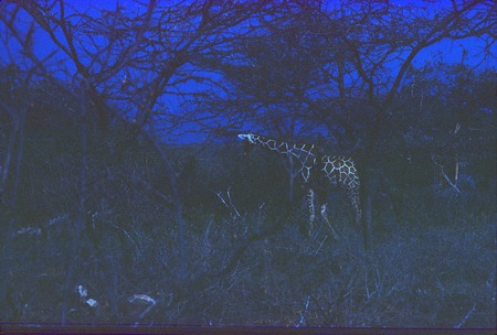 Giraffes in the evening in Samburu game park, Kenya