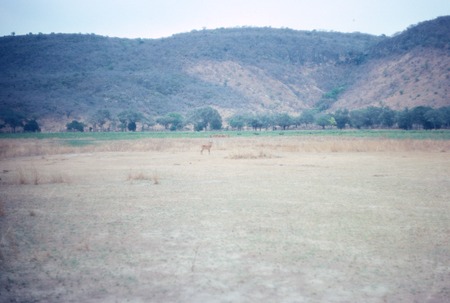 Sumbu Game Park: antelope