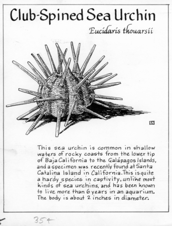Club-spined sea urchin: Eucidaris thouarsii (illustration from &quot;The Ocean World&quot;)