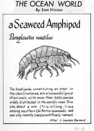 Seaweed amphipod: Parapleustes nautilus (illustration from &quot;The Ocean World&quot;)