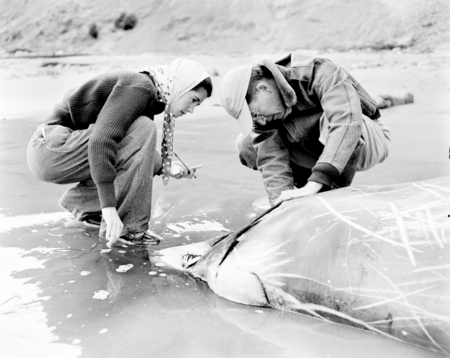 Robert Orr and Mary Lou Perry, Beaked whale, Mesoplodon carlhubbsi, Drakes Bay, Marin Co., California.