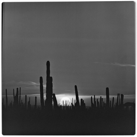 Sunrise/sunset through cardón cactus (Pachycereus pringlei)